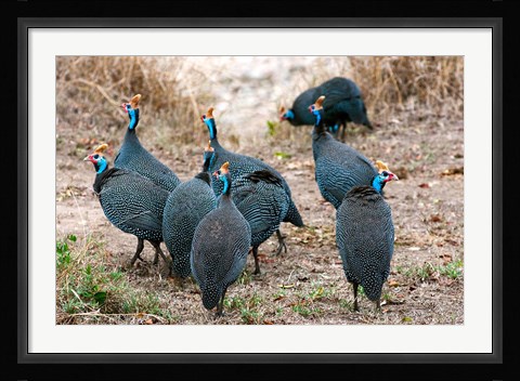 Framed Helmeted guineafowl, Maasai Mara National Reserve, Kenya Print