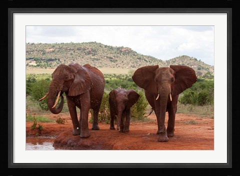 Framed Elephants and baby, Tsavo East NP, Kenya. Print
