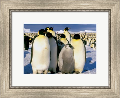 Framed Emperor Penguins, Atka Bay, Weddell Sea, Antarctic Peninsula, Antarctica Print