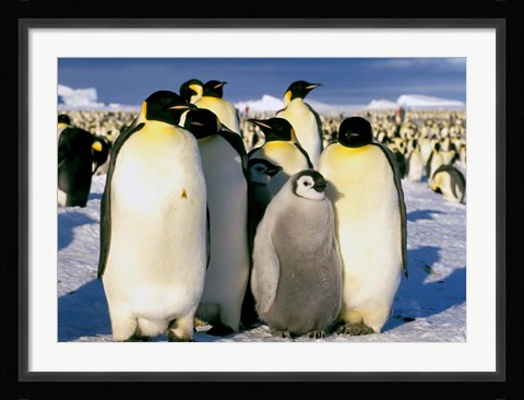 Framed Emperor Penguins, Atka Bay, Weddell Sea, Antarctic Peninsula, Antarctica Print
