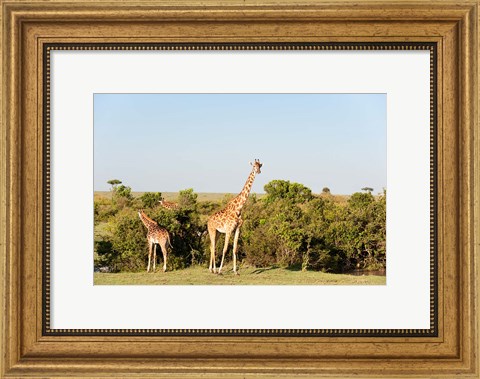 Framed Giraffe, Giraffa camelopardalis, Maasai Mara, Kenya. Print