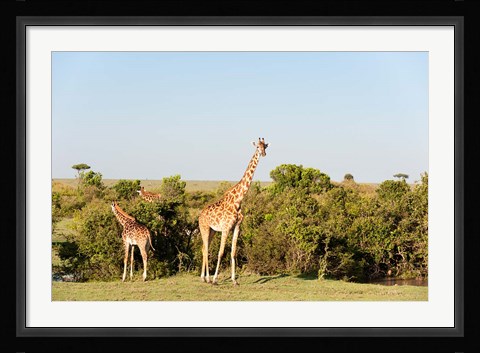 Framed Giraffe, Giraffa camelopardalis, Maasai Mara, Kenya. Print