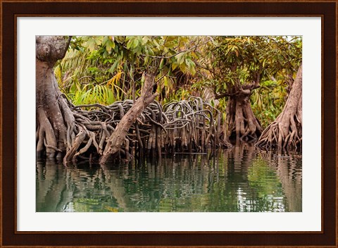 Framed Africa, Liberia, Monrovia. View of mangroves on the Du River. Print