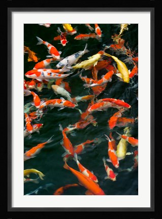 Framed China, Hong Kong, Kowloon, Koi carp in Nan Lian Garden Print