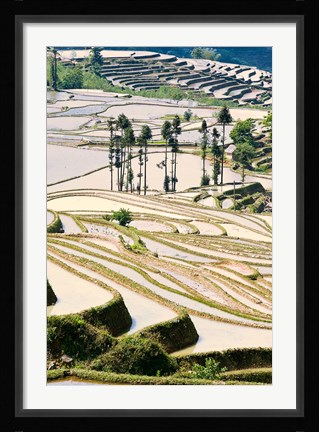 Framed Flooded Ai Cun Rice Terraces, Yuanyang County, Yunnan Province, China Print