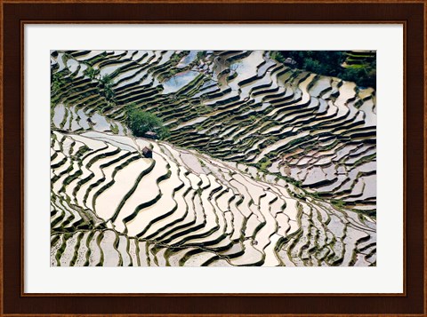 Framed Flooded Bada Rice Terraces, Yuanyang County, Yunnan Province, China Print
