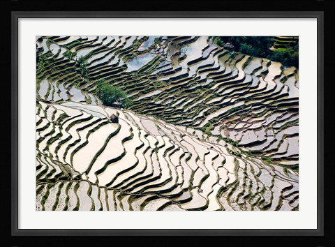 Framed Flooded Bada Rice Terraces, Yuanyang County, Yunnan Province, China Print