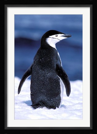 Framed Chinstrap Penguin, Weddell Sea, Antarctic Peninsula, Antarctica Print