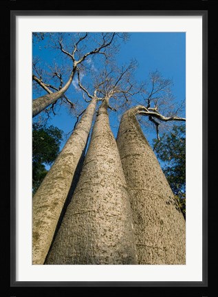 Framed Baobab Trees, Ampijoroa-Ankarafantsika NP, MADAGASCAR Print