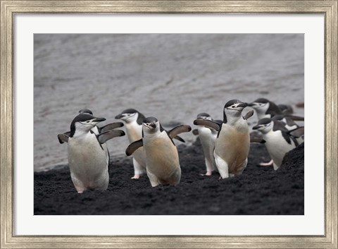 Framed Chinstrap Penguin on the beach, Deception Island, Antarctica Print