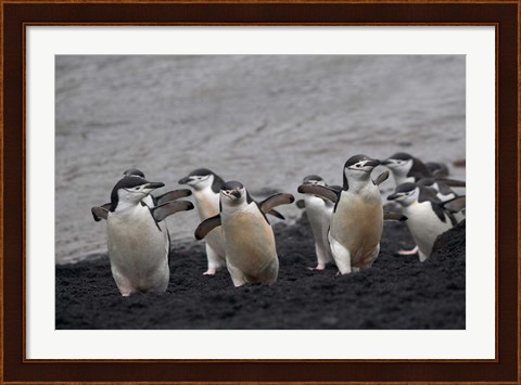 Framed Chinstrap Penguin on the beach, Deception Island, Antarctica Print