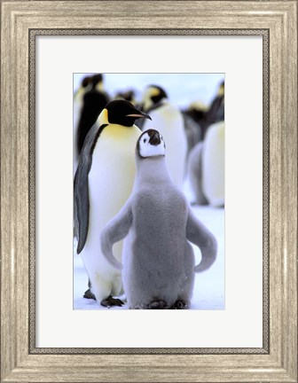 Framed Emperor Penguin with Chick, Atka Bay, Weddell Sea, Antarctic Peninsula, Antarctica Print