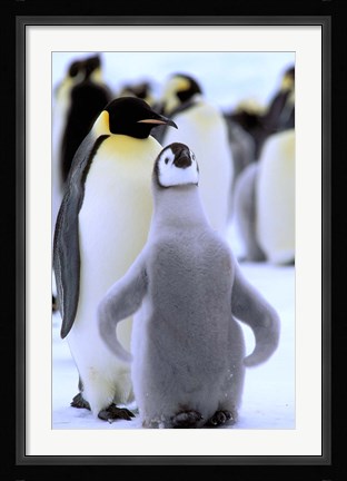 Framed Emperor Penguin with Chick, Atka Bay, Weddell Sea, Antarctic Peninsula, Antarctica Print