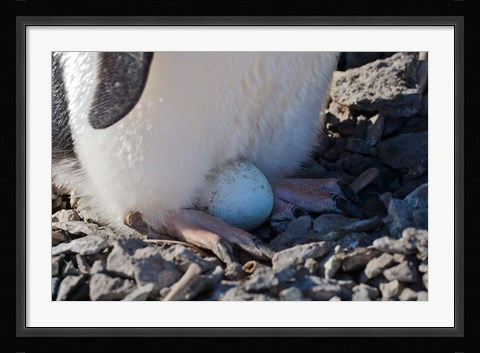 Framed Adelie Penguin nesting egg, Paulet Island, Antarctica Print
