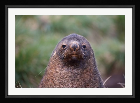 Framed Antarctic Fur Seal, Cooper Baby, South Georgia, Antarctica Print