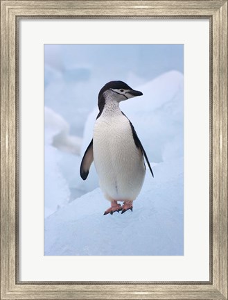 Framed Chinstrap Penguins on ice, South Orkney Islands, Antarctica Print