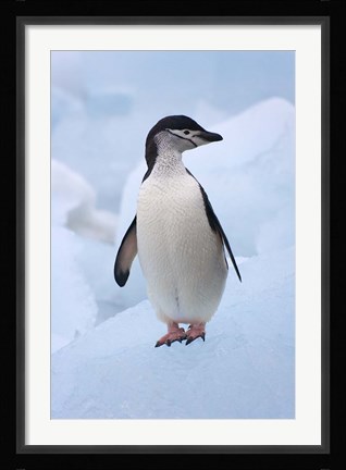 Framed Chinstrap Penguins on ice, South Orkney Islands, Antarctica Print