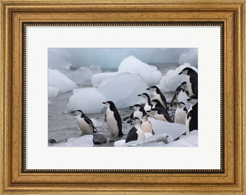 Framed Chinstrap Penguins, South Orkney Islands, Antarctica Print