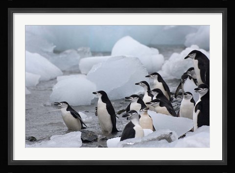 Framed Chinstrap Penguins, South Orkney Islands, Antarctica Print