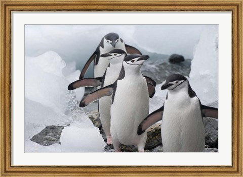 Framed Four Chinstrap Penguins, Antarctica Print