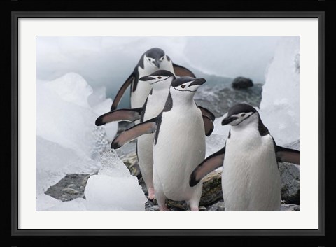 Framed Four Chinstrap Penguins, Antarctica Print