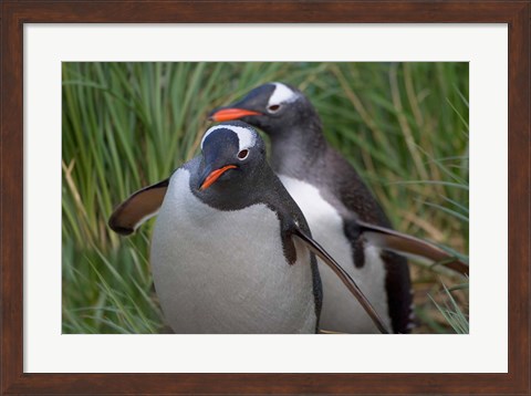Framed Gentoo Penguin in the grass, Cooper Baby, South Georgia, Antarctica Print