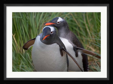 Framed Gentoo Penguin in the grass, Cooper Baby, South Georgia, Antarctica Print