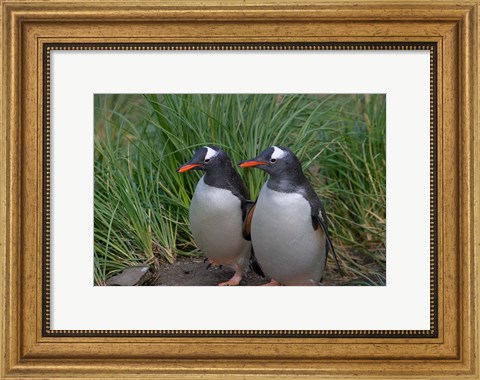 Framed Gentoo Penguin, Cooper Baby, South Georgia, Antarctica Print