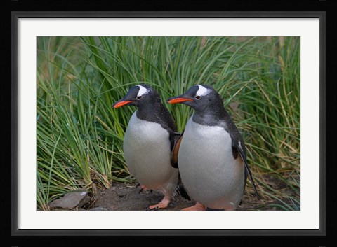 Framed Gentoo Penguin, Cooper Baby, South Georgia, Antarctica Print