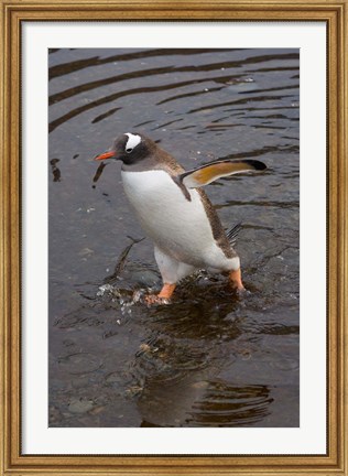 Framed Gentoo Penguin, Hercules Bay, South Georgia, Antarctica Print