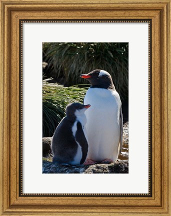 Framed Gentoo Penguin, Prion Island, South Georgia, Antarctica Print