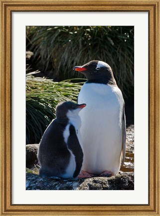 Framed Gentoo Penguin, Prion Island, South Georgia, Antarctica Print