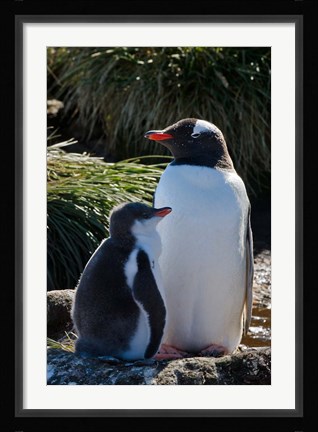 Framed Gentoo Penguin, Prion Island, South Georgia, Antarctica Print