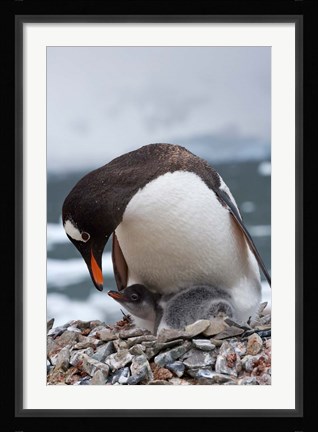 Framed Gentoo Penguins, Neko Harbor, Antarctica Print