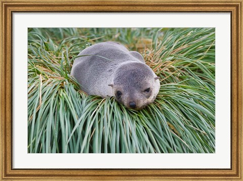Framed Antarctic Fur Seal, Hercules Bay, South Georgia, Antarctica Print