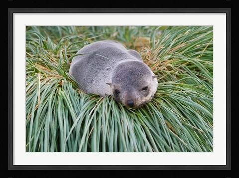 Framed Antarctic Fur Seal, Hercules Bay, South Georgia, Antarctica Print