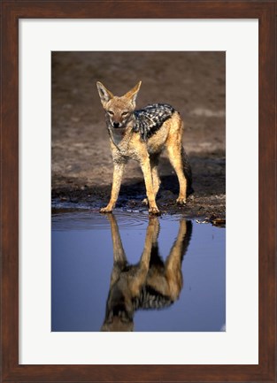 Framed Botswana, Chobe NP, Black Backed Jackal wildlife Print