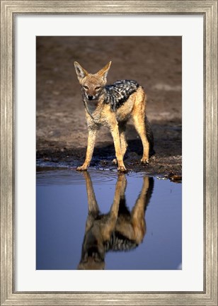 Framed Botswana, Chobe NP, Black Backed Jackal wildlife Print