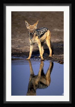 Framed Botswana, Chobe NP, Black Backed Jackal wildlife Print
