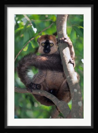 Framed Brown Red-fronted Lemur, Primate, Madagascar Print