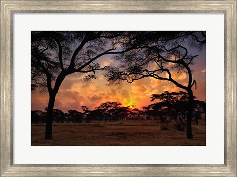 Framed Acacia forest, sunset, Tarangire National Park, Tanzania Print