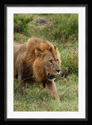 Framed Adult male lion, Lake Nakuru National Park, Kenya Print