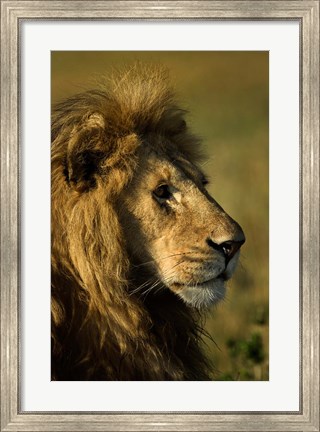Framed Adult male lion, Maasai Mara, Kenya Print