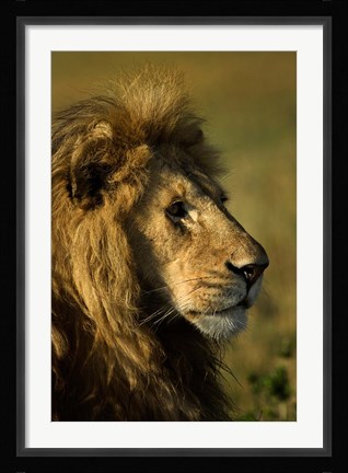 Framed Adult male lion, Maasai Mara, Kenya Print