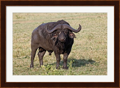 Framed African buffalo wildlife, Maasai Mara, Kenya Print