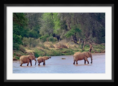 Framed African Elephant crossing, Samburu Game Reserve, Kenya Print