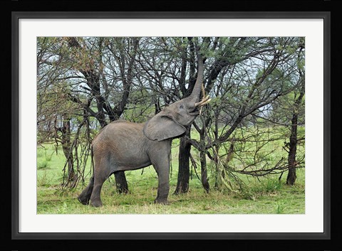 Framed African Elephant feeding on Tree bark, Serengeti National Park, Tanzania Print