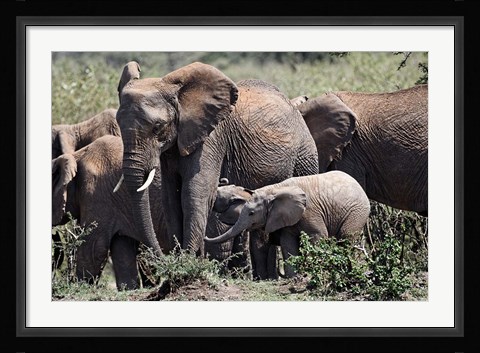 Framed African Elephant herd with babies, Maasai Mara, Kenya Print