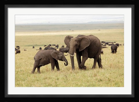 Framed Herd of African elephants, Maasai Mara, Kenya Print