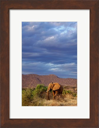 Framed African Elephant, Samburu Game Reserve, Kenya Print